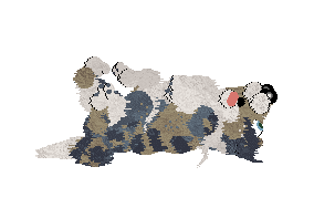 AustralianShepherd