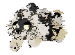 Panthera